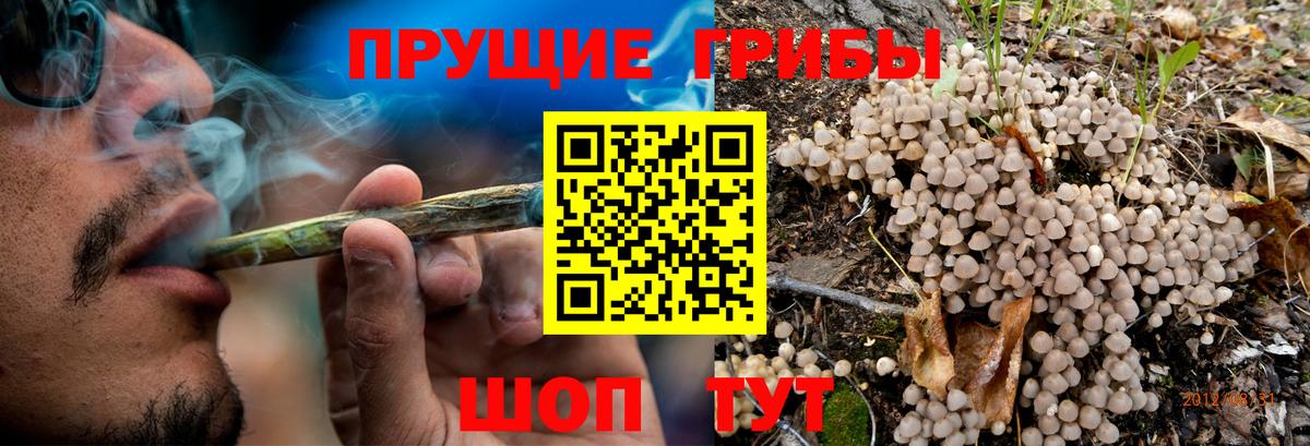 купить  цена  Северобайкальск  Галлюциногенные грибы Psilocybine cubensis 